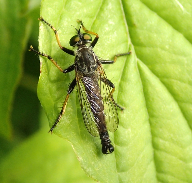 Asilidae da Id.